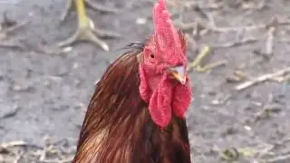 СКЕР СКЕР СКЕР