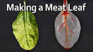 A Leaf Made of... Meat??