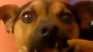 bingo il mio cane si mangia le unghie.!! .