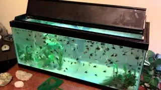 Baby angelfish