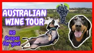 Loki Road Trip🚙 BAROSSA WINE TOUR 🍇