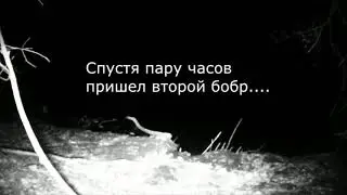 Бобр приходит на приманку  Professor, добыча бобра (Беларусь)