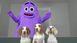 Dogs Steal Hamburgers from Grimace: Funny Dogs Maymo, Indie & Potpie
