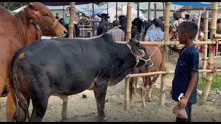যমুনা নদীর তীরে অবস্থিত শাহজানী গরুর হাটের মনোমুগ্ধকর দৃশ্য।