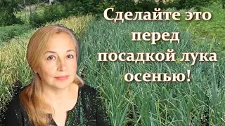 I share secrets: How to prepare the soil for planting onions for the winter and how to fertilize