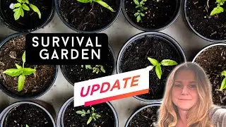 Gardening underground in the north