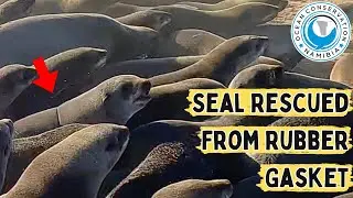 Seal Rescued From Rubber Gasket