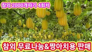 참외 나누어 드립니다&짱이치용 판매 참외 2000개따기