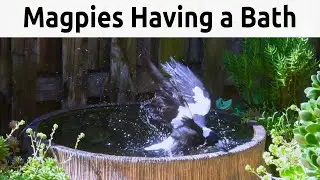 Magpies Having a Bath in Our Pond