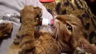 Кот и валерьянка