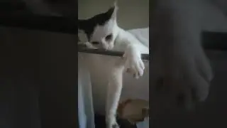 #catlover