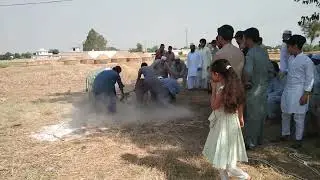 Beautifull Cow Qurbani2024🥰|Qurbani at Kisran❤️ #shorts