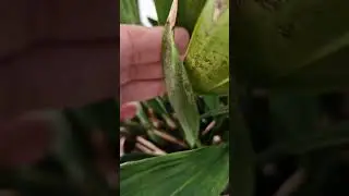 I found thin white webs in my orchid leaves | How to spot Spider mites in orchids