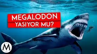 MEGALODON HALA YAŞIYOR MU?