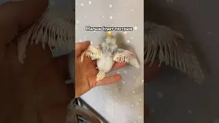 Малыш растет 🐣