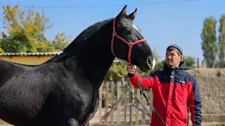 САМАТТЫН КАРА АТТАРЫ ТӨӨ МОЮНДА⭐️30 октября 2024 г.