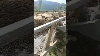 Deer Park Ranca Upas Ciwidey #shorts #wisataalam , #campark