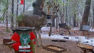 Santa's Reindeer Visited Our Forest!