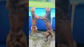maltraitance animal disaient ils...😂😂😂 #dogs #game #swimming #pitbull #pitbulldog
