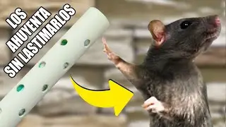 POTENTE REPELENTE CASERO PARA AHUYENTAR ROEDORES | Paso a Paso