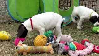 GrizwoldxMavis 6 wks 2 6 21