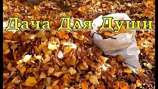 Нужно ли убирать ЛИСТЬЯ под деревьями?🌿🍁🍂