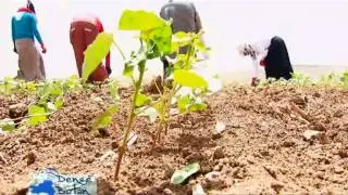 Dengê Botan-Karkerên Pembû