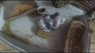 Hugan - Mini Lop