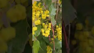 Ужгород.Весна вже прийшла.Spring has already come