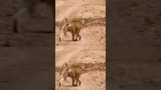 Baboon war breaks out! 