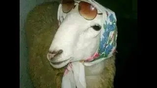 جديد كبش العيد في الجزائر ههههه