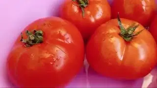 Largest Tomato, Giant Tomatoes, Big Tomatoes, Crushed Tomatoes