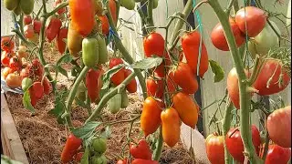 585. ОНИ СПЕЮТ- КАРАУЛ