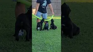 What is the Best Presa Canario Bloodline? Answer: SoCalPresa