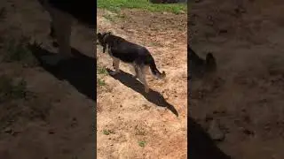 Кьяра