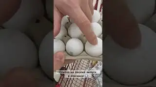 🛒 Шопинг на Скорость: Обзор ДЕШЕВОГО Магазина в Канаде! 💸