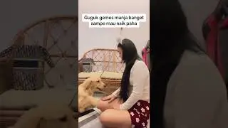 Guguk nya manja banget emang sampe naik paha
