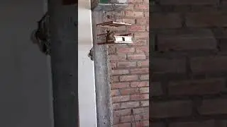 llamador el corbatudo
