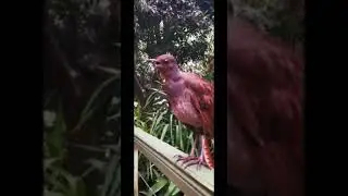 BURUNG PINTAR BISA MAIN PERANG PERANGAN