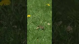 Sparrow Enjoying Bread