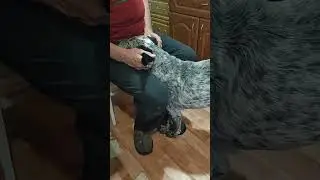 Кака така ревность? А вот така!🤣🤣🤣