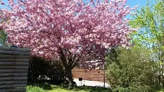 Tall japanese cherry blossom solitaire trees, Prunus Serrulata Kanzan
