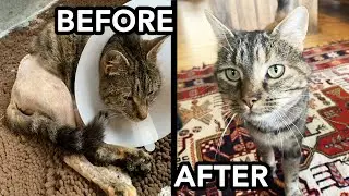 Making a Barn Cat a House Cat