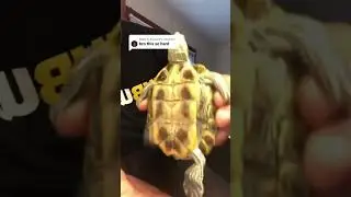 That turtle was ready 😂