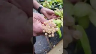 Hoyas! - Livestream Nursery Walkthrough - Paradise Distributors