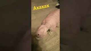Хвост живёт своей жизнью)