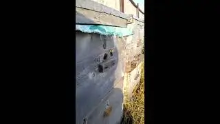 Мои пчелки. Пчеловодство в Сибири .