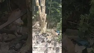 Monkeys Shared Some Bread with Pigeons 💞