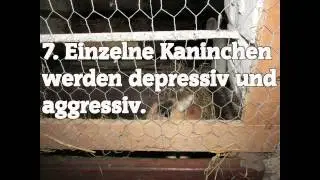 Kaninchen allein halten   Warum nicht!