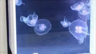 Cubic Instructional Video #3: Feeding Moon Jellyfish